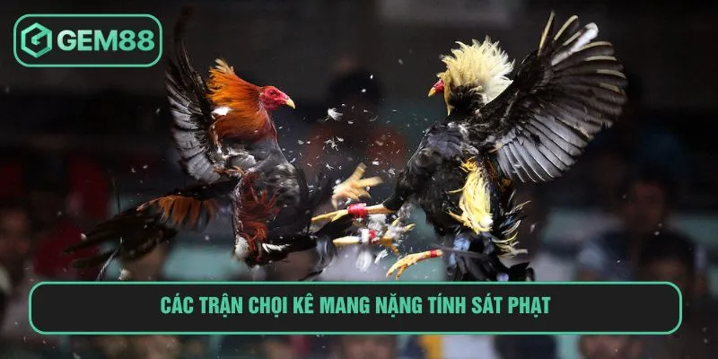 Các trận chọi kê mang nặng tính sát phạt