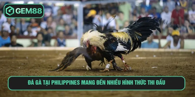 Đá gà tại Philippines mang đến nhiều hình thức thi đấu